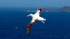 Птицата с най-големия обхват на крилата в клюна е вградената вода за вода